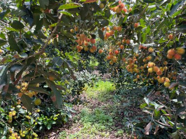 Rambutan meyve mevsimi.