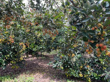 Rambutan meyve mevsimi.