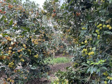 Rambutan meyve mevsimi.