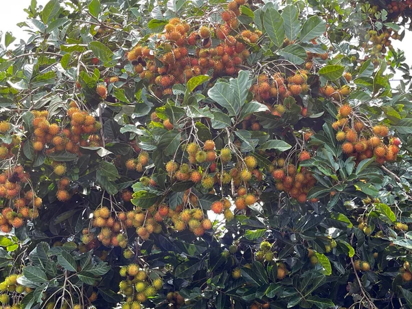 Rambutanfruit Seizoen — Stockfoto