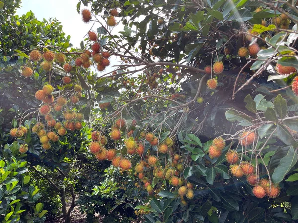 Rambutan Sezon Owocowy — Zdjęcie stockowe