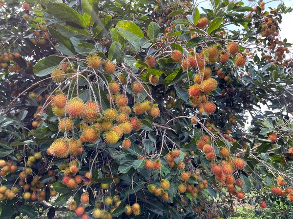 Rambutan Fruit Season — Stock Photo, Image