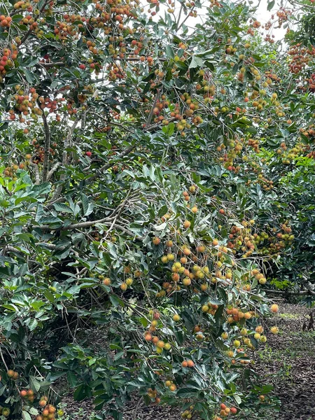 Rambutan Sezon Owocowy — Zdjęcie stockowe