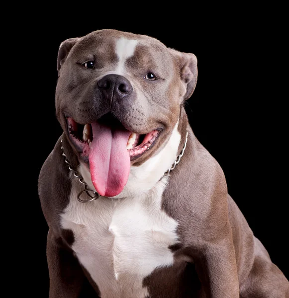 American Bully cane razza — Foto Stock