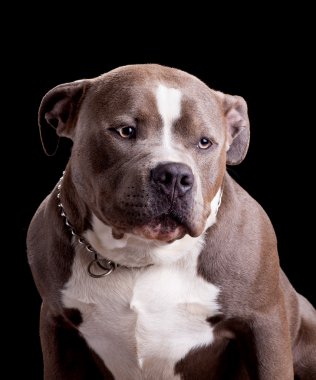 Amerikan zorba köpek doğurmak
