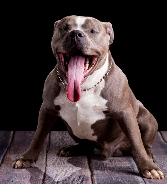Portrait of an American Bully — Stock Photo, Image