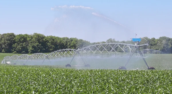 Watering Corn Plants — Stock Photo, Image