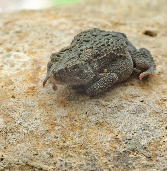 Αμερικανική βάτραχος, anaxyrus americanus — Φωτογραφία Αρχείου