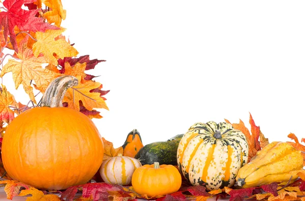 Pumpkins and Gourds — Stock Photo, Image