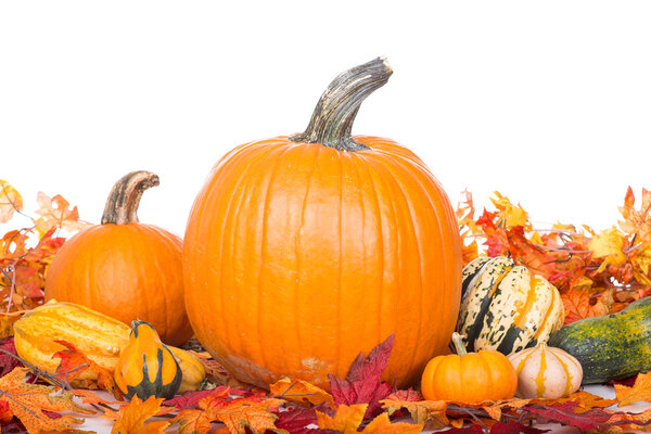 Fall Pumpkins and Squash