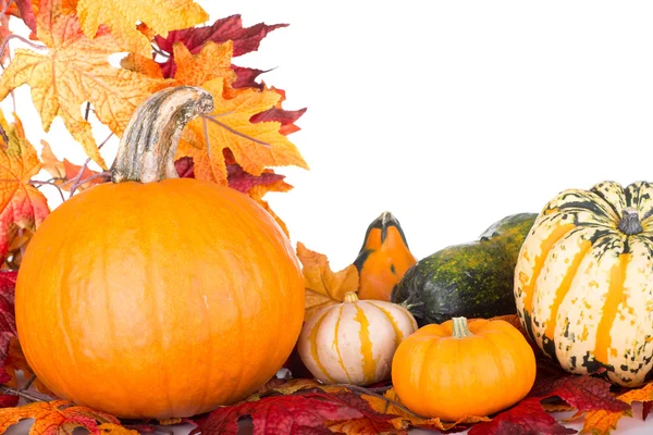 Autumn Pumpkins and Gourds Royalty Free Stock Images