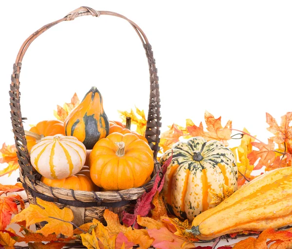 Automne Gourds dans un panier — Photo