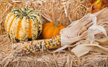 kabak, kabak ve Mısır