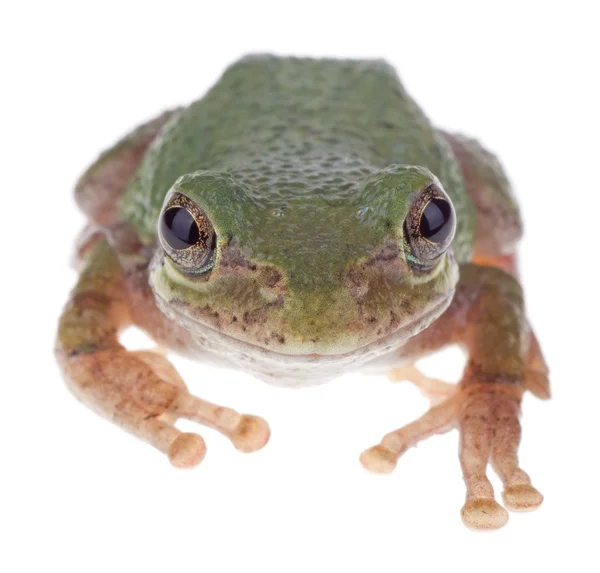 Green Treefrog, Hyla cinerea — Stock Photo, Image