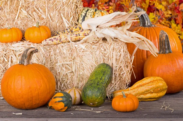 Fall Harvest — Stock Photo, Image