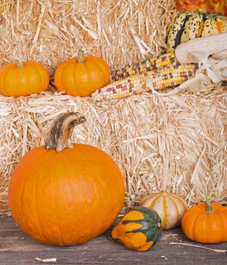 Sonbaharda hasat düzenleme