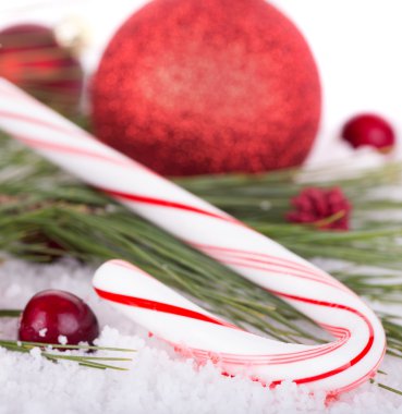 şeker kamışı portre