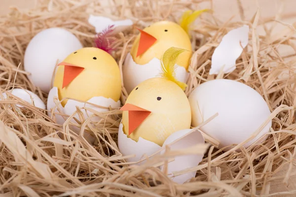 Keltető tojás húsvéti csibék — Stock Fotó