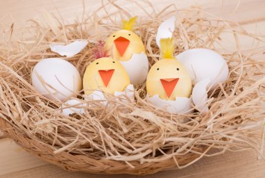 Paskalya yumurtası Chicks bir sepet içinde