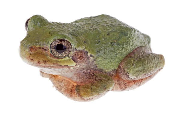 Zelená treefrog, hyla cinerea — Stock fotografie