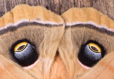 Eyespots of a Moth clipart