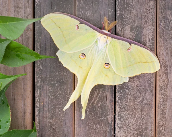 Polilla de luna, Actias luna — Foto de Stock