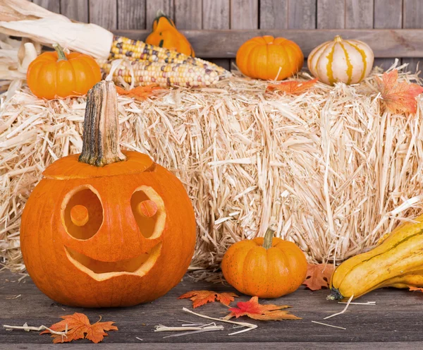 Smiling Pumpkin — Stock Photo, Image