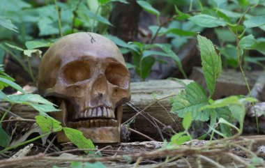 Ormanda bir kafatası
