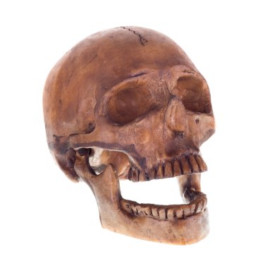 insan kafatası izole 