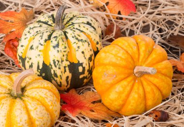 Sonbahar Squash closeup