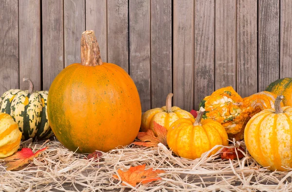 Herbst-Kürbis und Kürbisse — Stockfoto