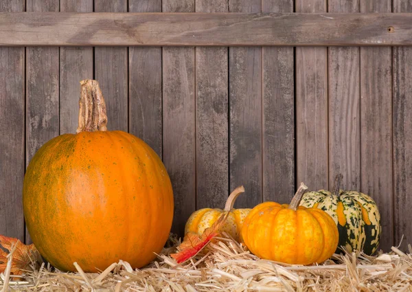 Autumn Pumpkins — Stock Photo, Image