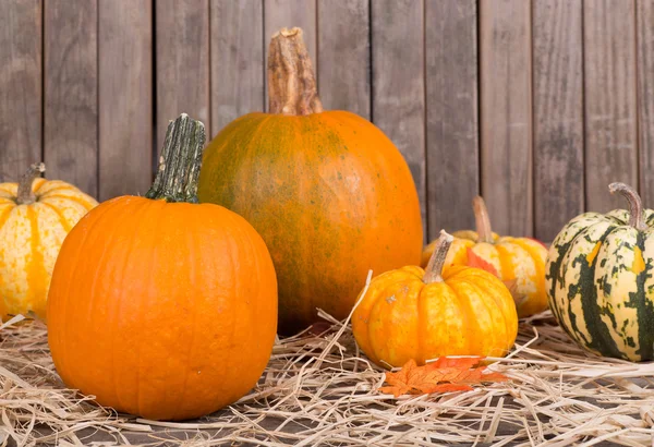 Autumn Squash and Pumpkins — Stock Photo, Image