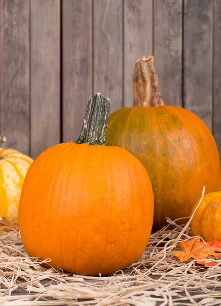 Autumn Pumpkins — Stock Photo, Image