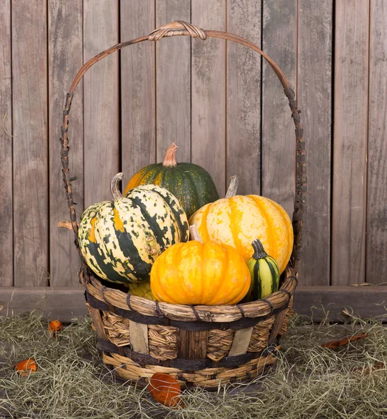 Basket of Gourds — Stock Photo, Image