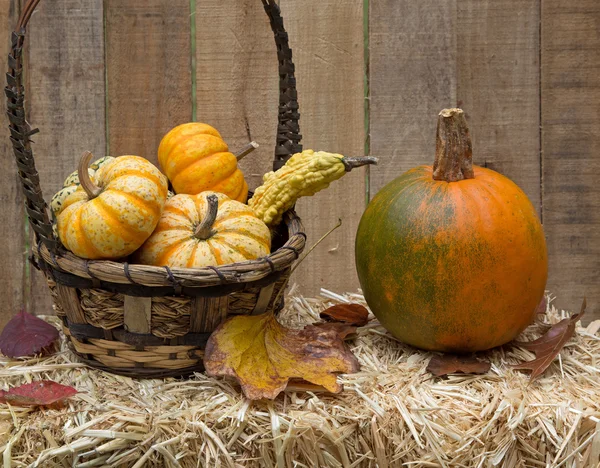 Citrouille et panier de gourdes — Photo