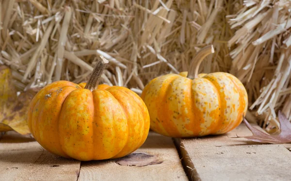 Due Gourd autunnali — Foto Stock