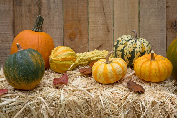 Pumpkins and Squash — Stock Photo, Image