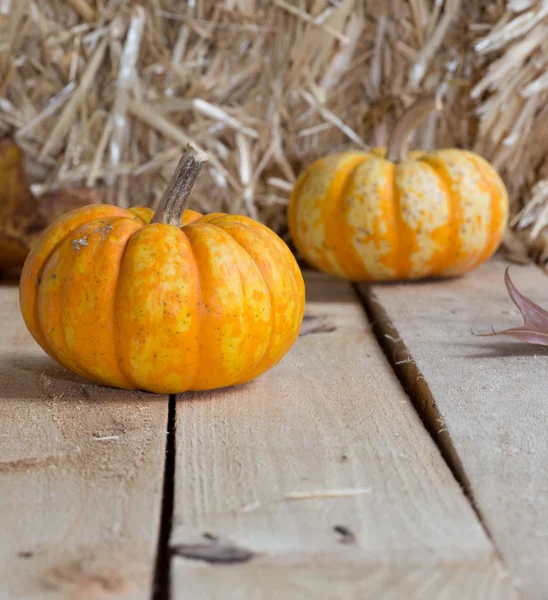 Dos calabazas pequeñas —  Fotos de Stock