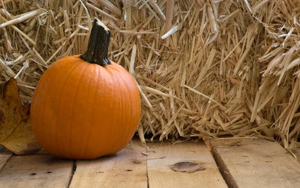 Zucca autunnale — Foto Stock