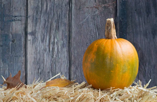 Zucca sulla paglia — Foto Stock