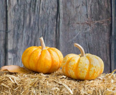 İki sonbahar su kabakları