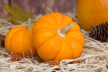 Mini Pumpkins closeup