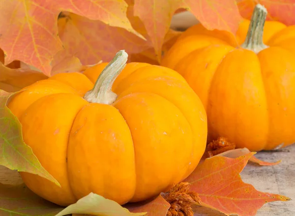 Outono abóbora closeup — Fotografia de Stock