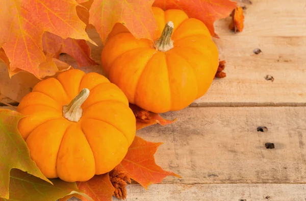ミニかぼちゃ、秋の葉 — ストック写真