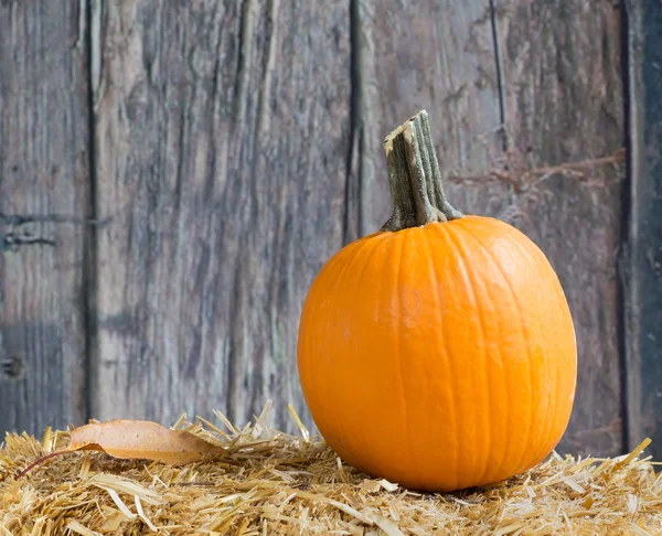 Rustic Autumn Pumpkin — Stock Photo, Image