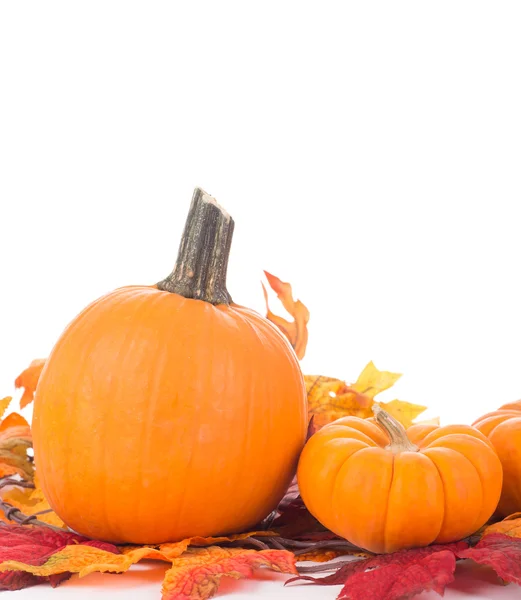 Decorazione autunno zucca — Foto Stock