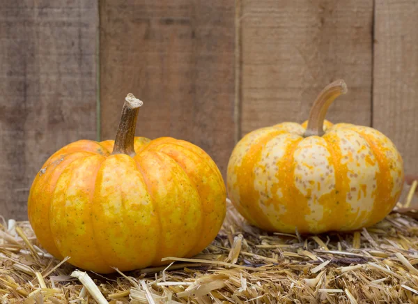 Two Autumn Gourds — Stock Photo, Image