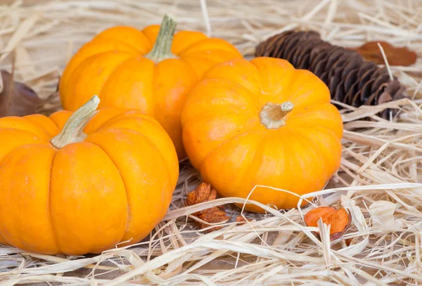 Three Mini Pumpkins — Stock Photo, Image