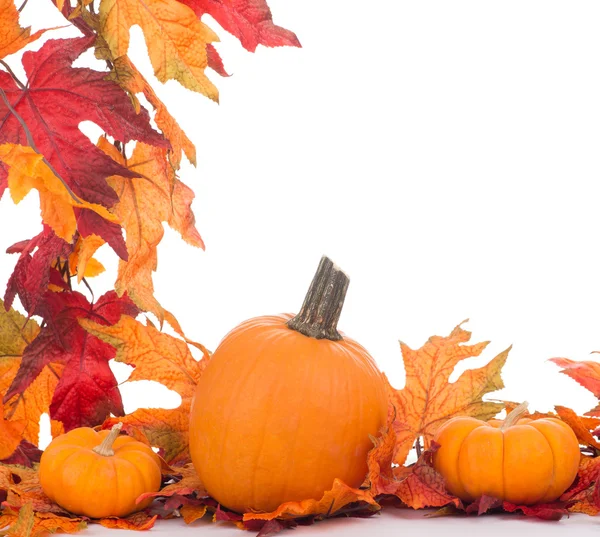 Fall Decoration on White Background — Stock Photo, Image